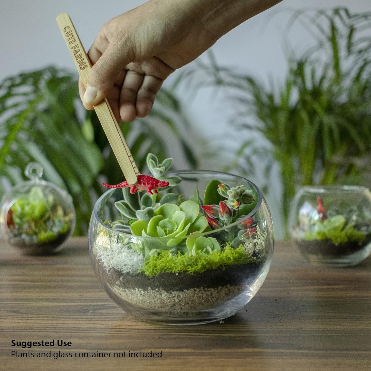 Cute Farms Terrarium Starter Kit | Moss, Vermiculite, Soil, Pebbles, Plant Food, Finishing Tools, Build and Care Guide | DIY Succulent Terrarium for Adults and Kids (Medium)